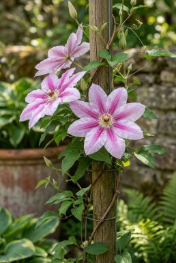 Clematis 'Nelly Moser' gestokt 80-100 cm C2