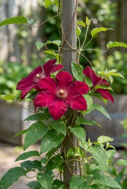 Clematis 'Rouge Cardinal' gestokt 70 cm C2