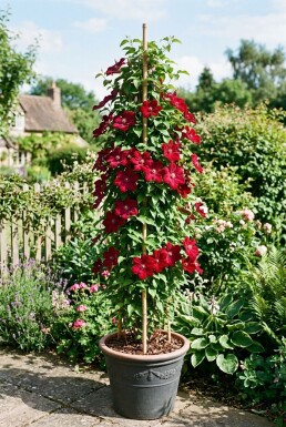 Clematis 'Rouge Cardinal' gestokt 80-100 cm C2