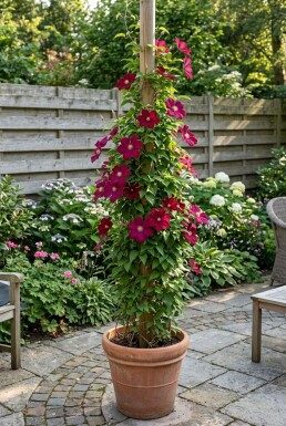 Clematis 'Rouge Cardinal' gestokt 80-100 cm C2