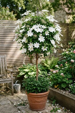 Clematis 'Shirayukihime' gestokt 70 cm C2