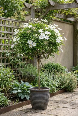 Clematis 'Shirayukihime' gestokt 70 cm C2