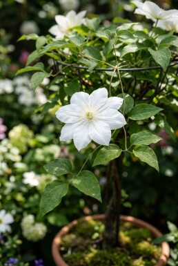 Clematis 'Shirayukihime' gestokt 70 cm C2