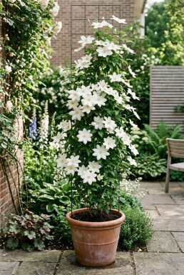 Clematis 'Snow Queen' gestokt 70 cm C2