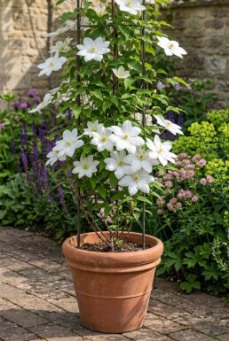 Clematis 'Snow Queen' gestokt 70 cm C2