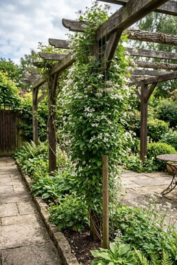 Clematis spooneri gestokt 70 cm C2