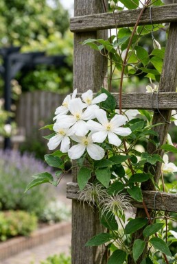 Clematis spooneri gestokt 70 cm C2