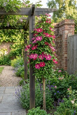 Clematis 'Ville de Lyon' gestokt 70 cm C2