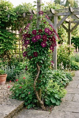 Clematis 'Warszawska Nike' gestokt 70 cm C2