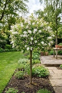 Exochorda racemosa 'Blushing Pearl®' gestokt 70 cm C2