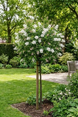 Exochorda racemosa 'Blushing Pearl®' gestokt 70 cm C2