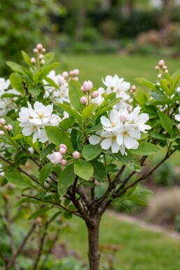 Exochorda racemosa 'Blushing Pearl®' gestokt 70 cm C2