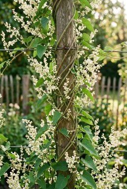 Fallopia baldschuanica stok 70 cm C2