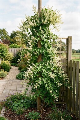 Fallopia baldschuanica gestokt 80-100 cm C2