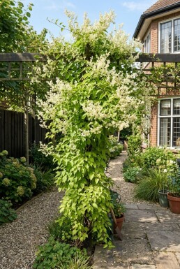 Fallopia baldschuanica gestokt 80-100 cm C2