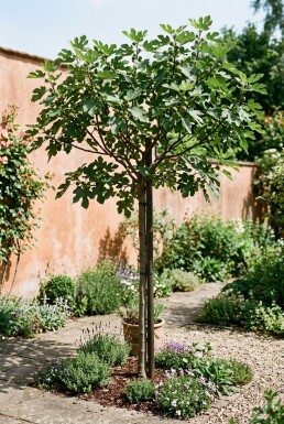 Ficus carica 'Brown Turkey' stok 70 cm C2