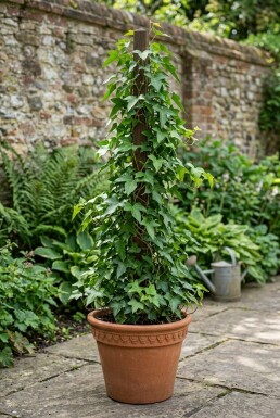 Hedera helix 'Sagittifolia' gestokt 150-175 cm C4,5