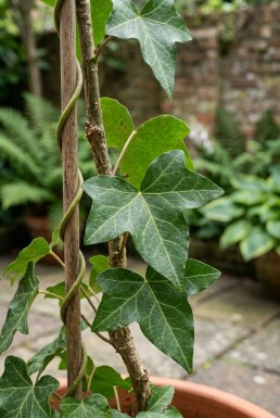 Hedera helix 'Sagittifolia' gestokt 150-175 cm C4,5