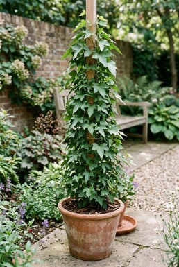 Hedera helix 'Sagittifolia' gestokt 70 cm C2