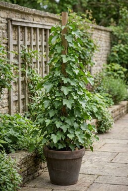 Hedera hibernica Klimplant 60-80 cm C2