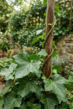 Hedera hibernica Klimplant 60-80 cm C2