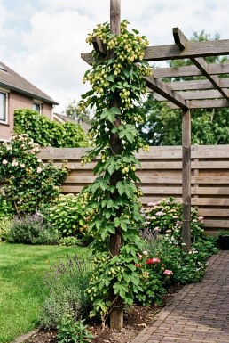 Humulus lupulus 'Golding' gestokt 60 cm C2