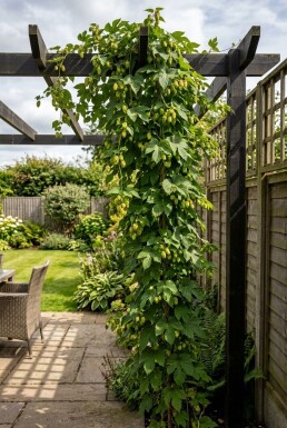 Humulus lupulus 'Golding' gestokt 60 cm C2