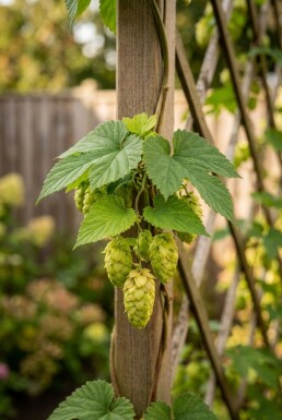 Humulus lupulus 'Herculus' gestokt 60 cm C2