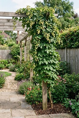 Humulus lupulus 'Nordbrau' gestokt 60 cm C2
