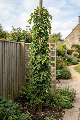Humulus lupulus 'Pioneer' gestokt 60 cm C2