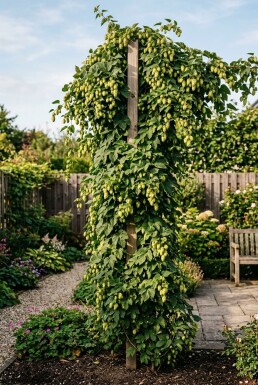 Humulus lupulus 'Pioneer' gestokt 60 cm C2