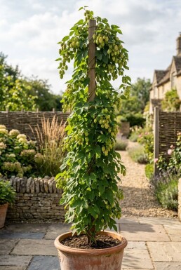 Humulus lupulus 'Prima Donna'® gestokt 60 cm C2