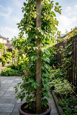 Humulus lupulus 'Prima Donna'® gestokt 60 cm C2