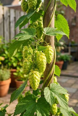 Humulus lupulus 'Prima Donna'® gestokt 60 cm C2