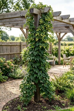 Humulus lupulus 'Target' gestokt 60 cm C2