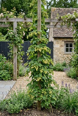 Humulus lupulus 'Target' gestokt 60 cm C2
