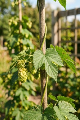 Humulus lupulus 'Target' gestokt 60 cm C2