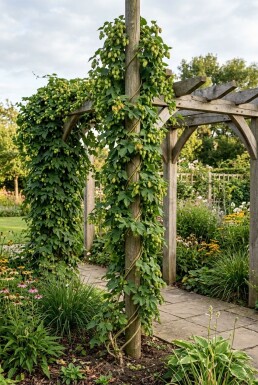 Humulus lupulus gestokt 60 cm C2