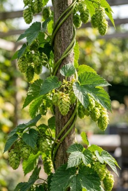 Humulus lupulus gestokt 60 cm C2