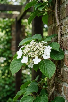 Hydrangea anomala subsp. petiolaris stok 60-80 cm C7.5