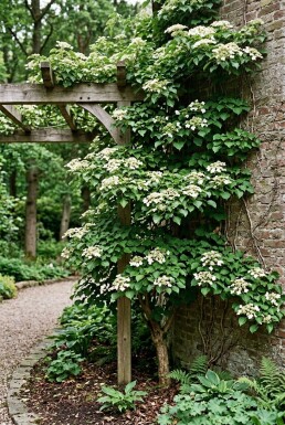 Hydrangea anomala subsp. petiolaris stok 80-100 cm C7.5