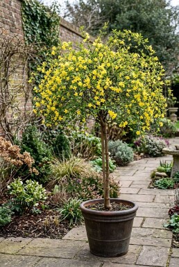 Jasminum nudiflorum gestokt 70 cm C2