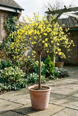 Jasminum nudiflorum gestokt 70 cm C2