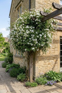 Jasminum officinale gestokt 70 cm C2