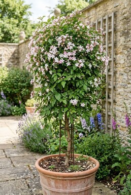 Jasminum stephanense op stam 70 cm C2