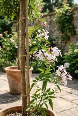 Jasminum stephanense stok 70 cm C2