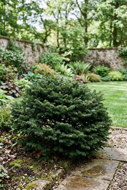 Abies balsamea 'Nana' Struik
