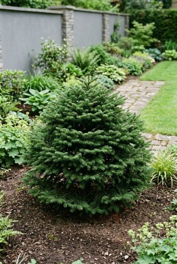 Abies balsamea 'Nana' Struik