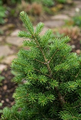 Abies balsamea 'Nana' Struik