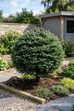 Abies koreana Bol